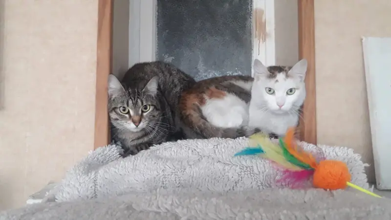 Lutti Et Krema