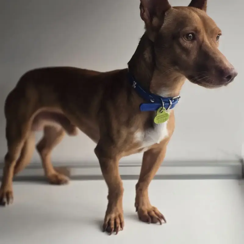 Chili