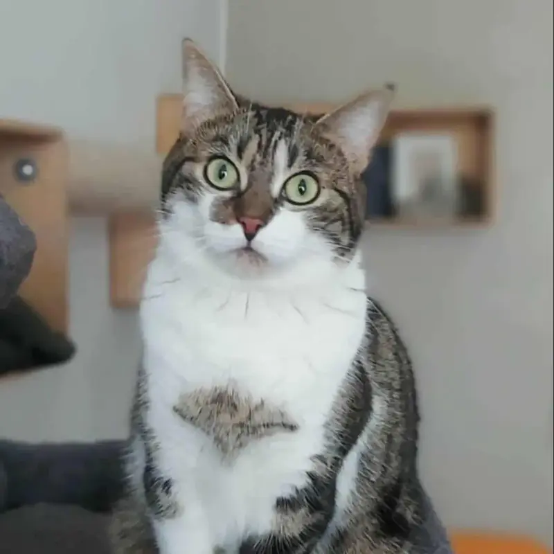 Zaniah