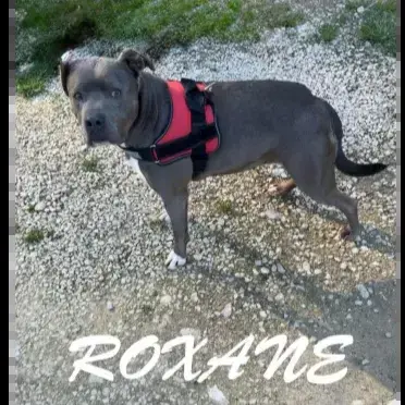 Roxanne