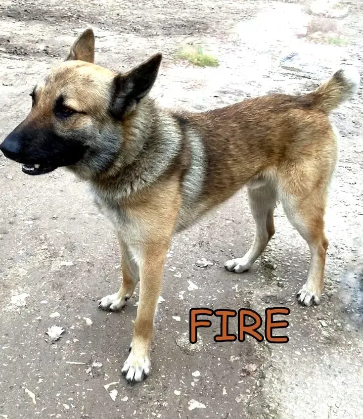Fire