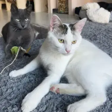 Biscuit Et Zola
