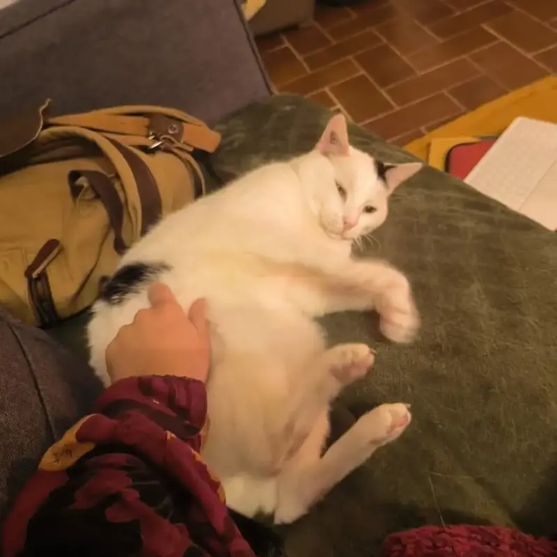 Milo