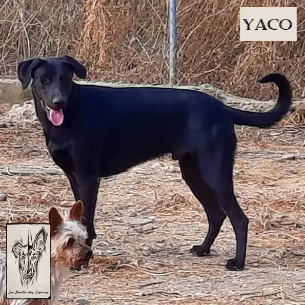 Yaco