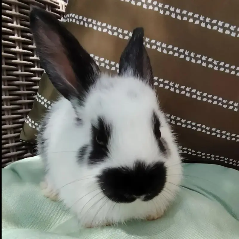 Zou
