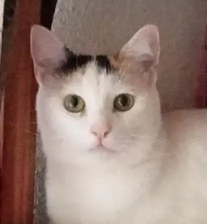 Polly