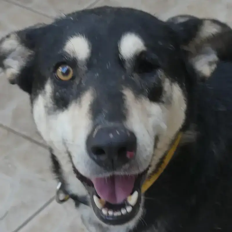 Daisy