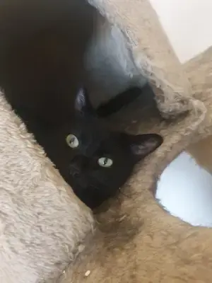 Sammy