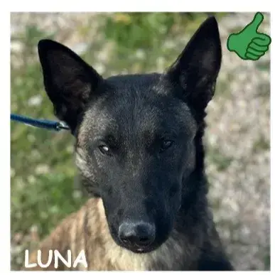 Luna 3