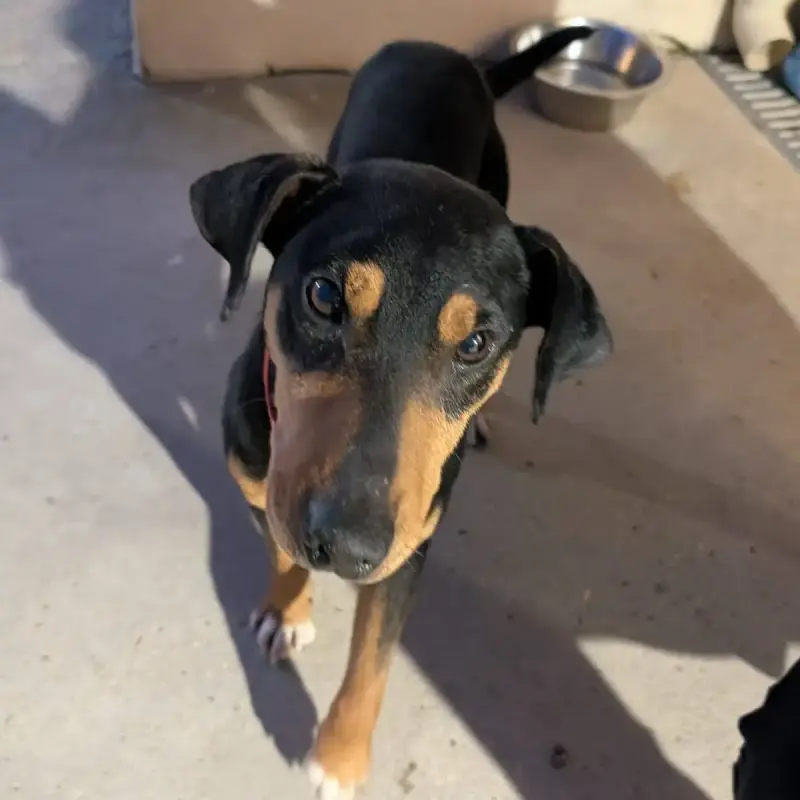 Benji