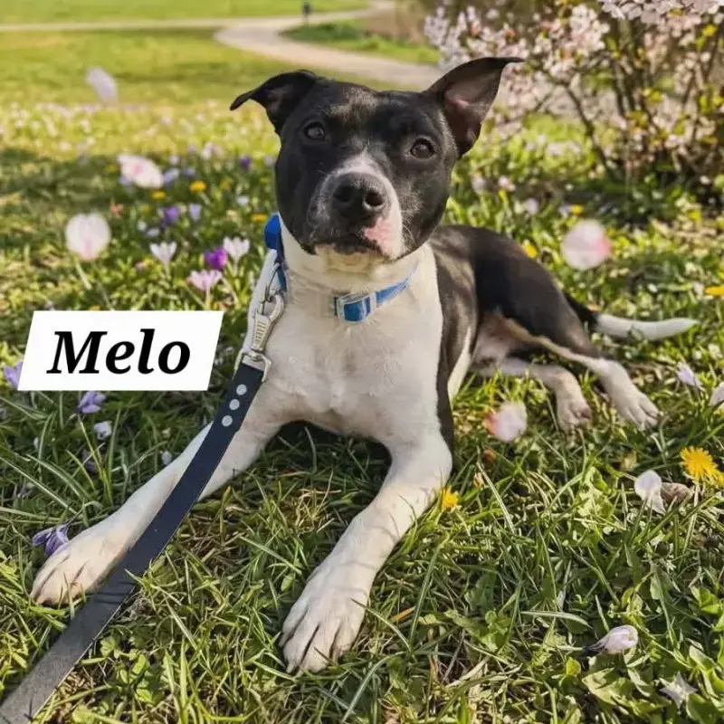 Meli Et Melo