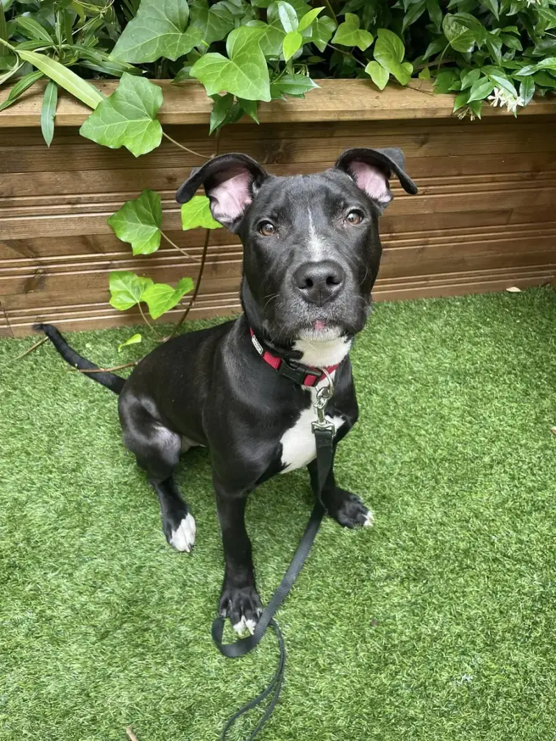 Staffy