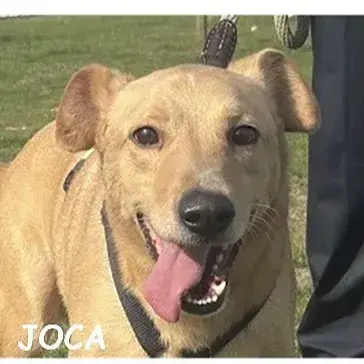 Joca