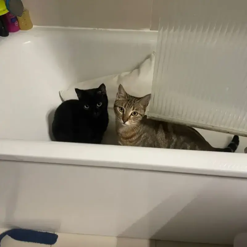 Nala Et Nuka