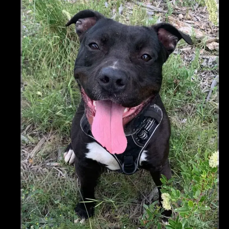 Moki