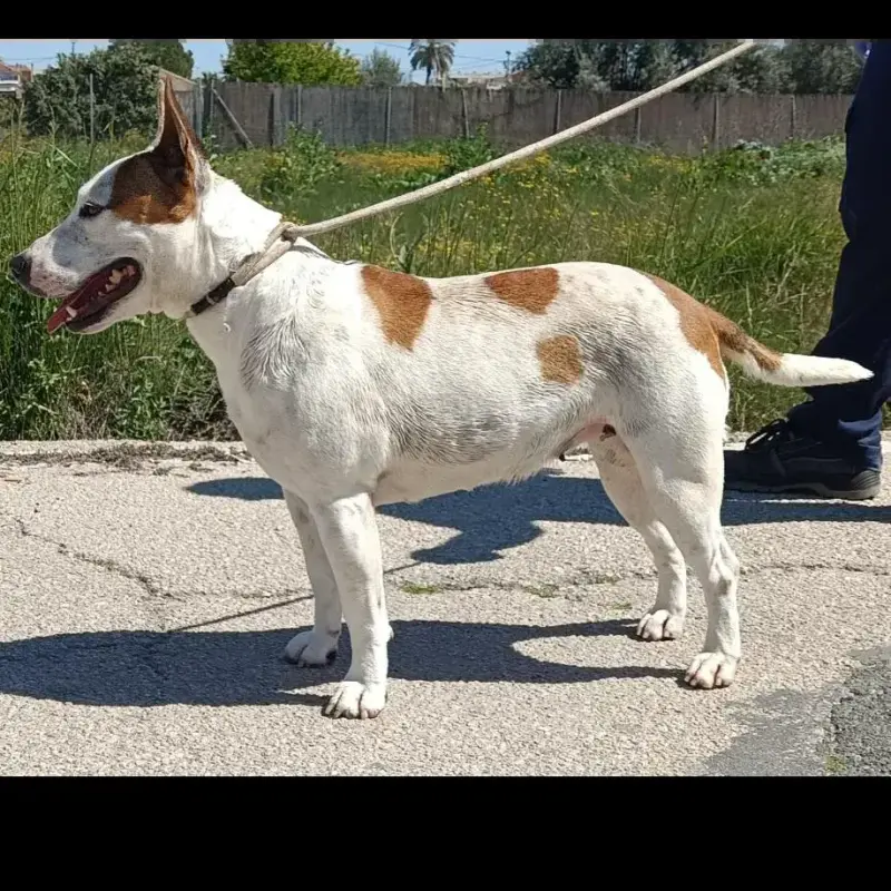 Chula