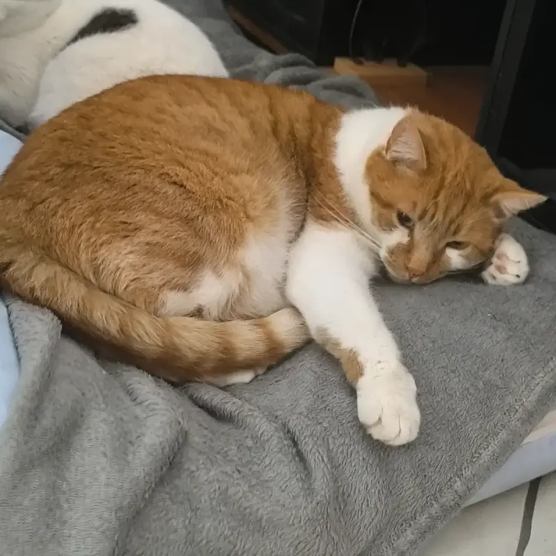 Moucho