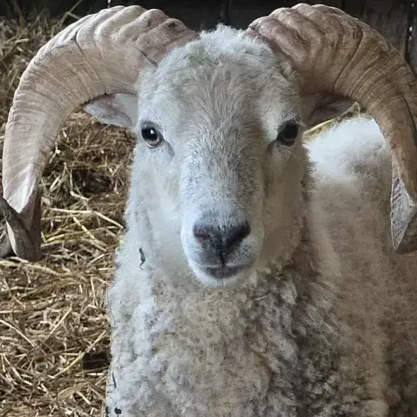 Ragnar