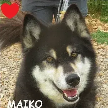 Maiko