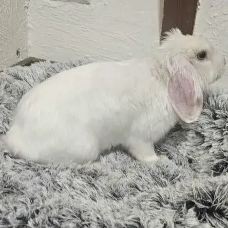 [Bientôt À L'Adoption] Naboo