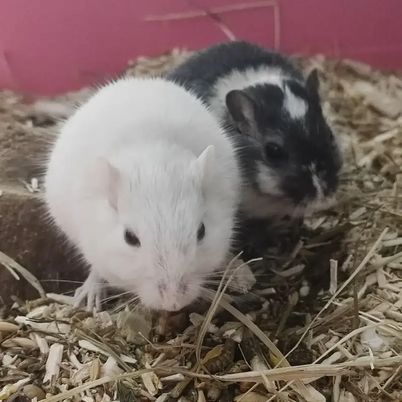 Yin Et Yang