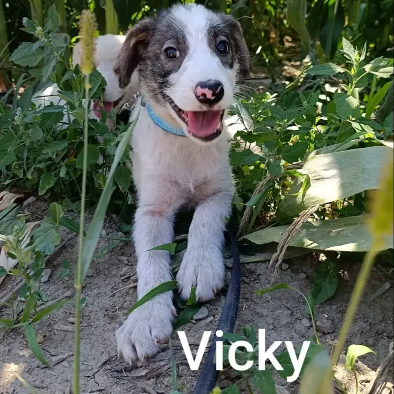 Vicky