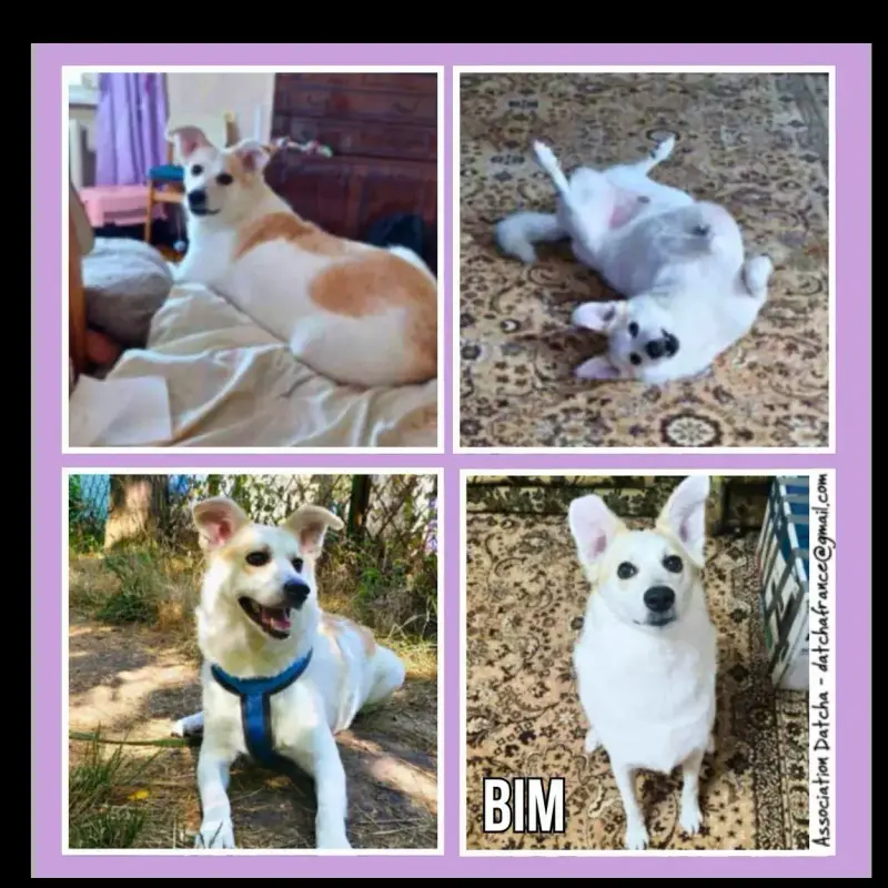 Bim