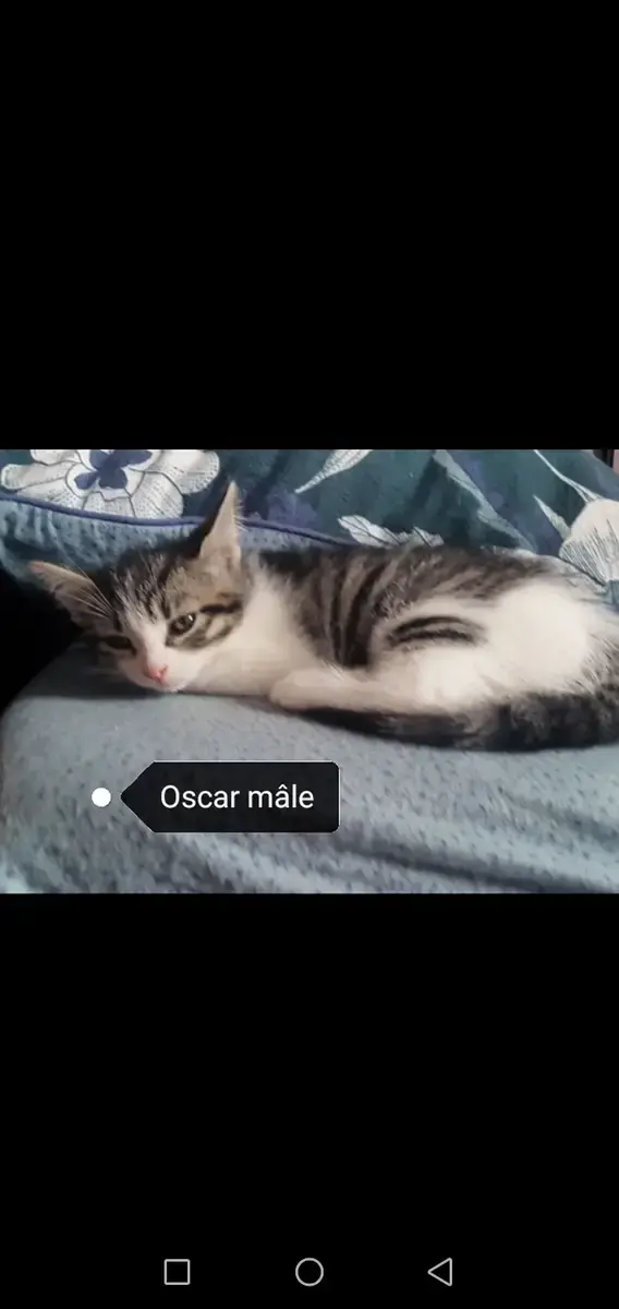 Oscar