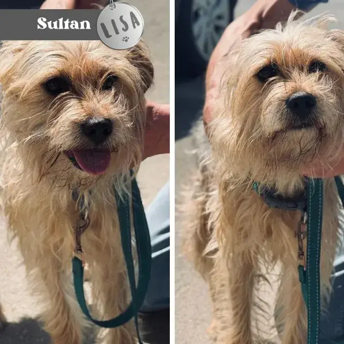 Sultan
