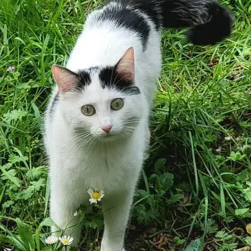Blanchette