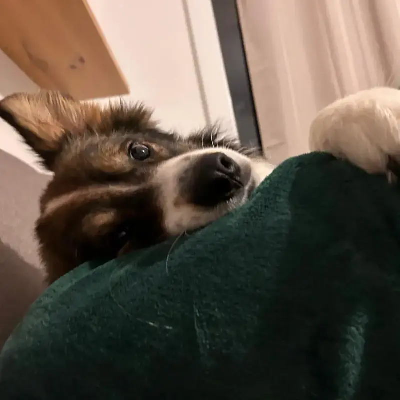 Willow