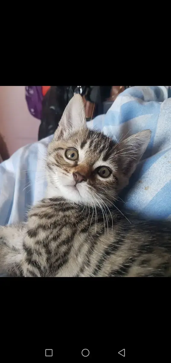 Mikado