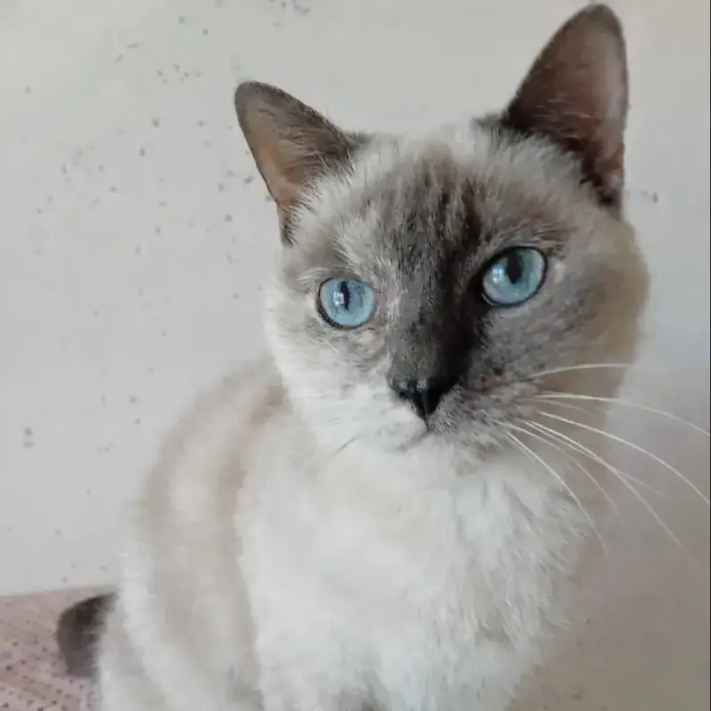 Kali