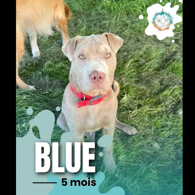 Blue
