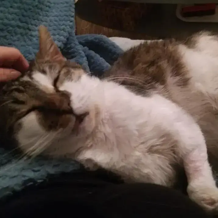 Mushu