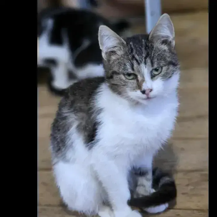 Gatto