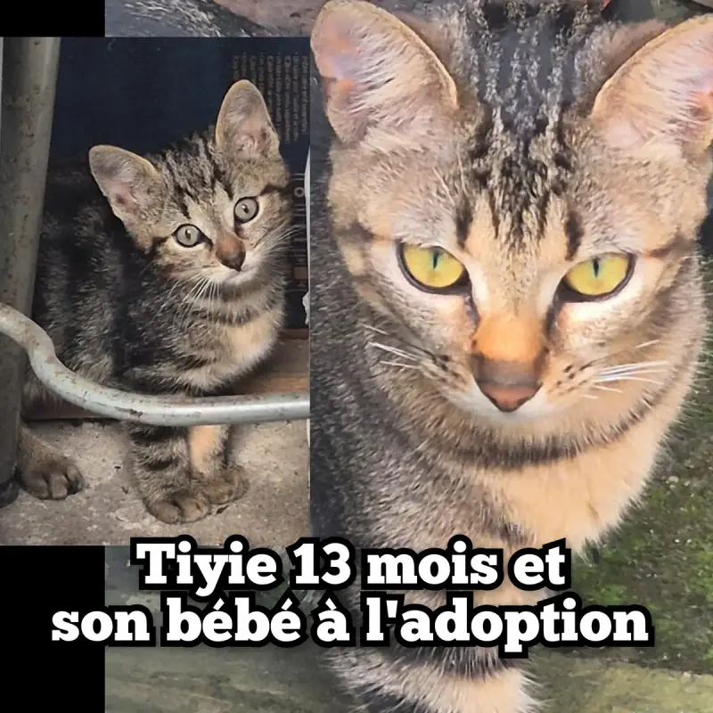 Tiyie&Son Bébé