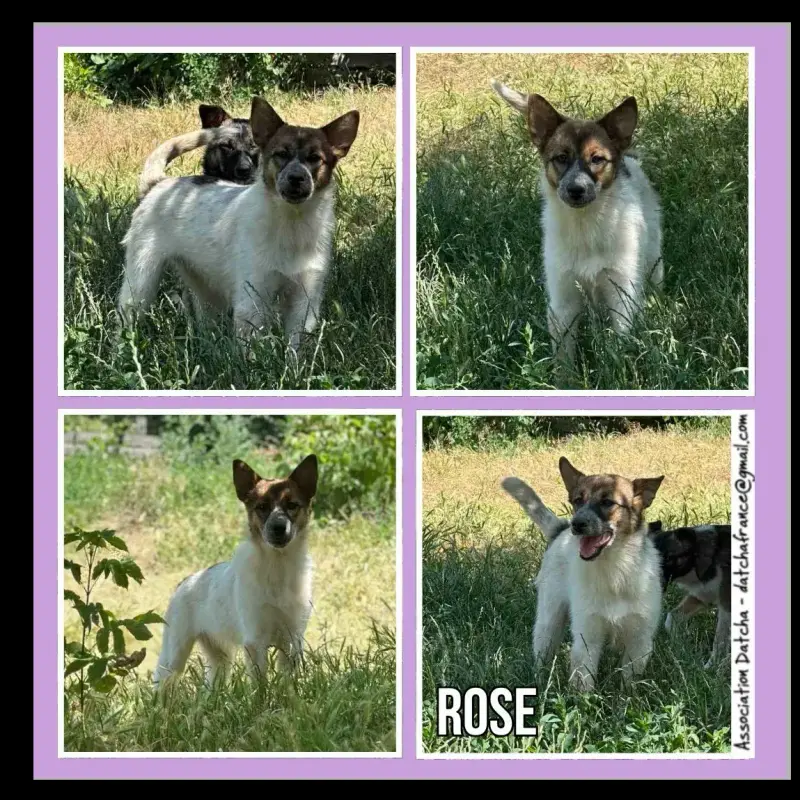 Rose