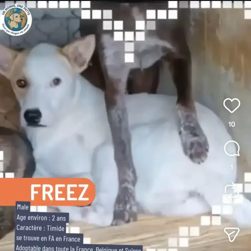 Freez