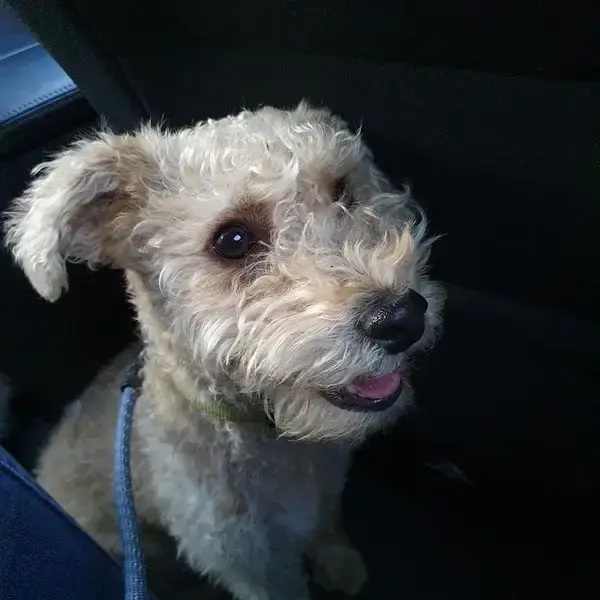 Milou