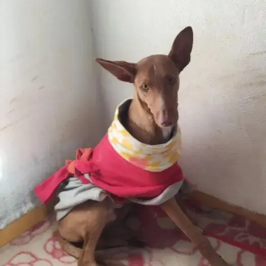 Fito
