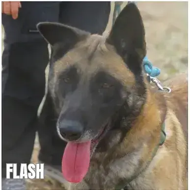 Flash