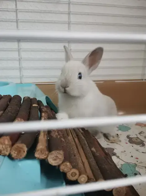 Milo