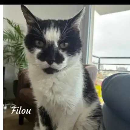 Filou