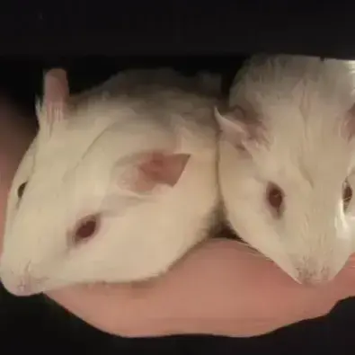 Bella Et Bianca