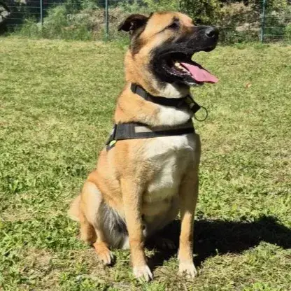 Titi