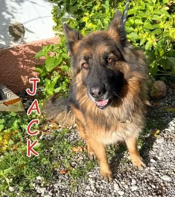 Jack 2