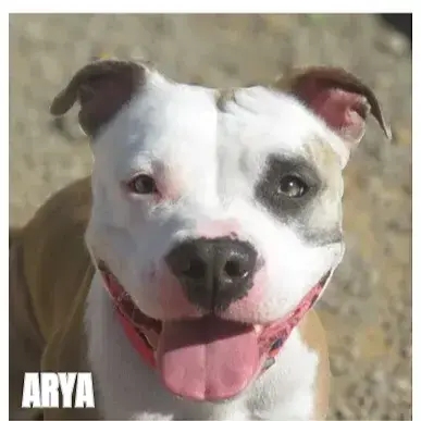 Arya