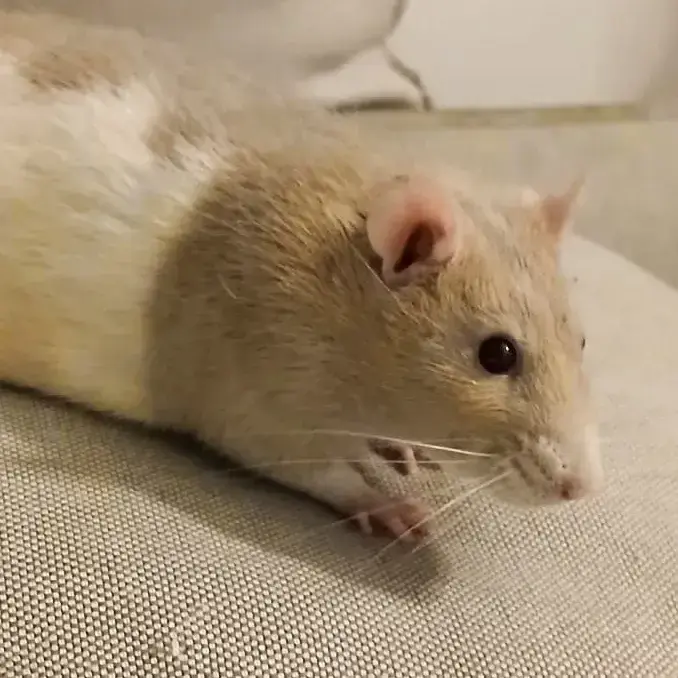 Ziggy