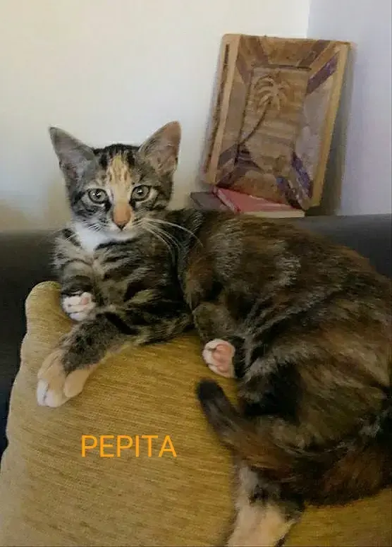 Pépita
